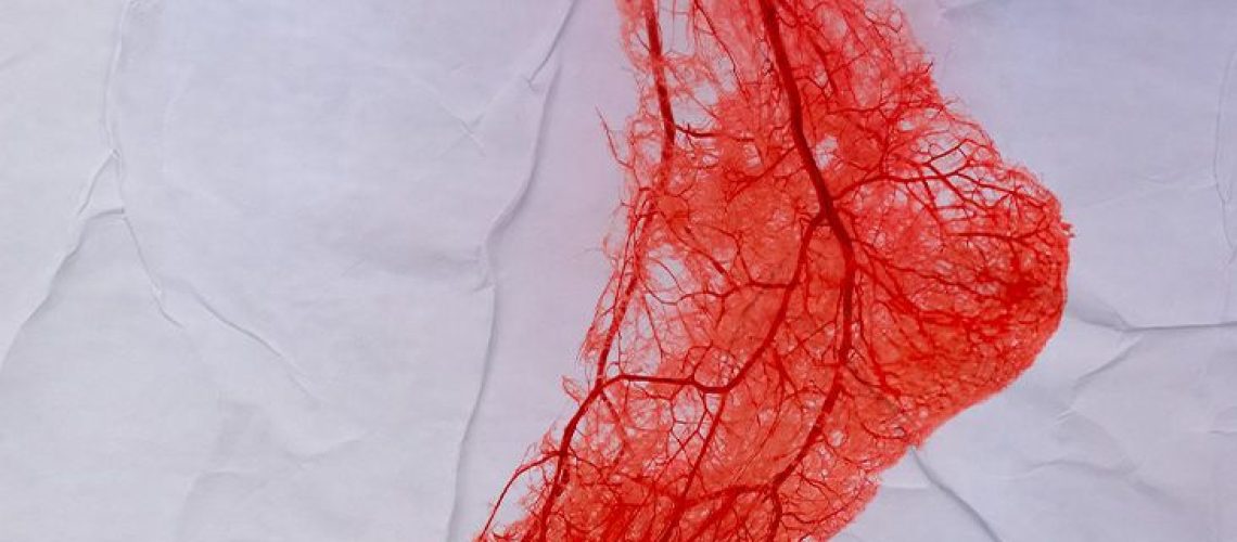 illustration of veins in the human foot