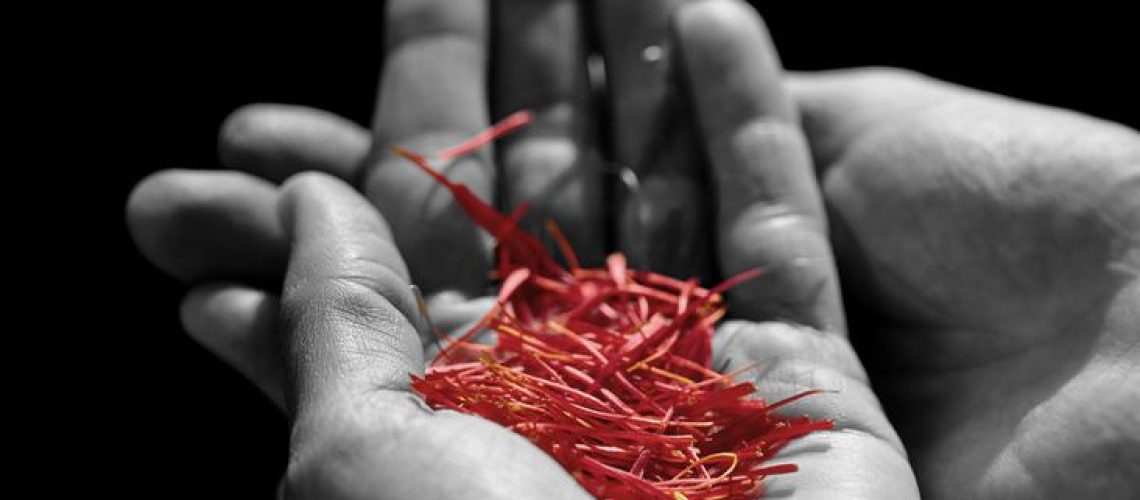 A hand holding pieces of saffron