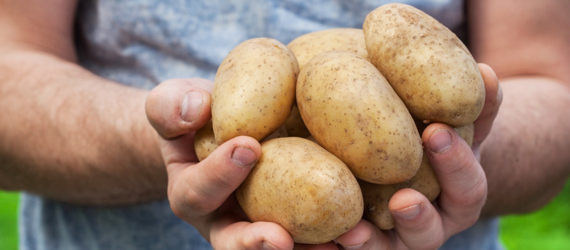Hands holding potatos