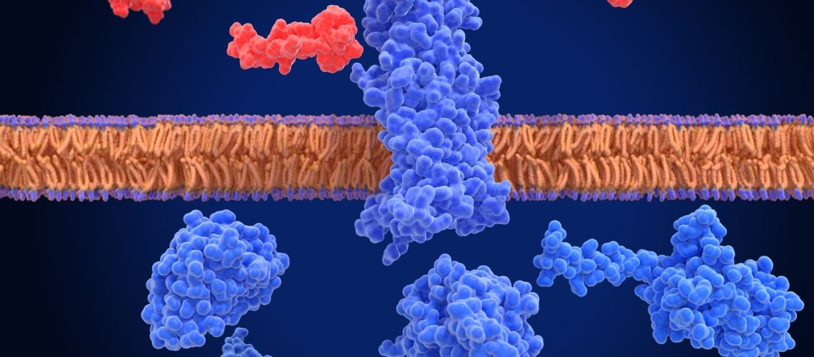 GLP-1 receptor, inactivated and surrounded by an agonist (semaglutide, red) and G-proteins. Image Credit: Juan Gaertner / Shutterstock. Review Article: Efficacy and Safety of GLP-1 Medicines for Type 2 Diabetes and Obesity