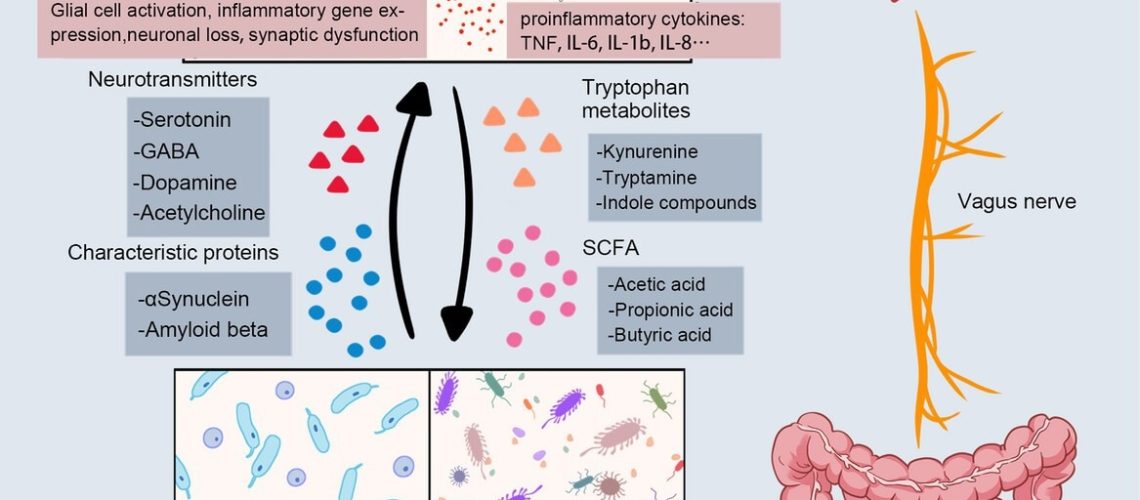 Bidirectional communication between the gut and the brain. The main communication pathways between microbes and the brain include neural pathways, immune pathways, and metabolic signals. Gut disorders send signals to the brain via the vagus nerve, and a decrease in beneficial bacteria and an increase in proinflammatory bacteria cause altered levels of microbial metabolites, including neurotransmitters, SCFA, and indole metabolites. The deposition of characteristic proteins in neurodegenerative diseases has also been associated with gut microbiota (Aβ in AD; αSyn in PD). These signals stimulate glial cells in the brain, the expression of proinflammatory genes, neuronal loss, synaptic dysfunction, and the rise of proinflammatory cytokines. Review: The gut microbiota–brain axis in neurological disorders