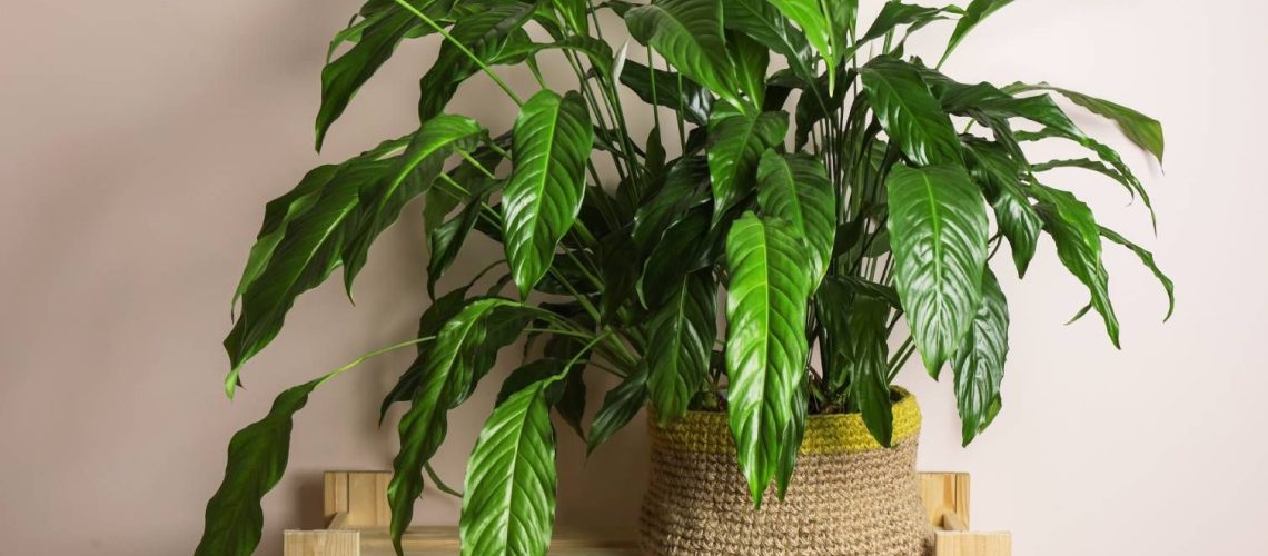 Drooping peace lily