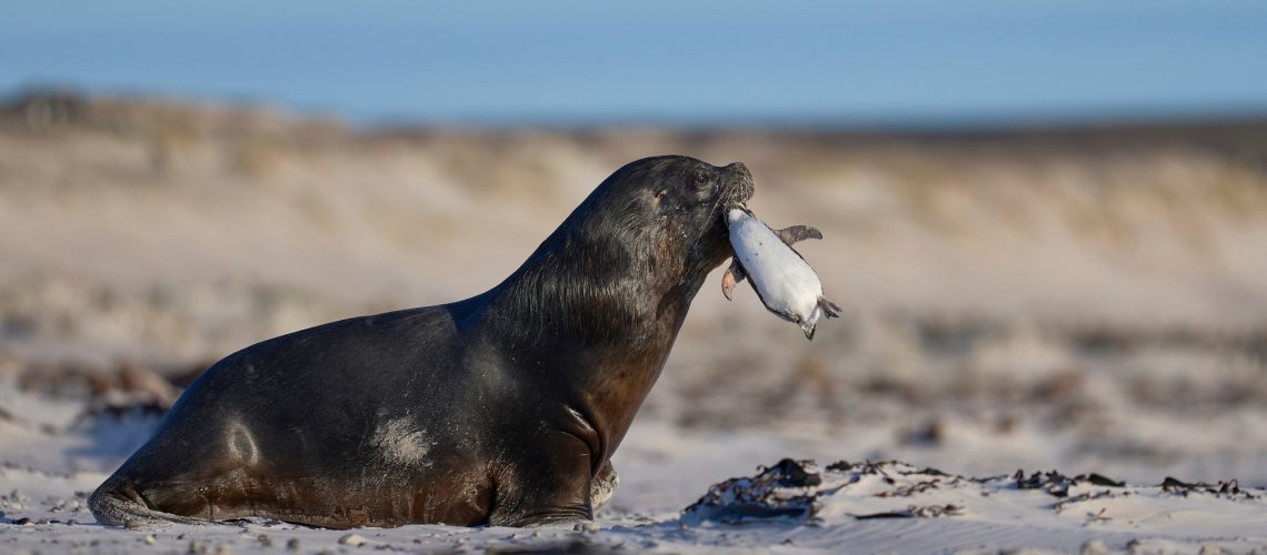 Synopsis: Recent Changes in Patterns of Mammal Infection with Highly Pathogenic Avian Influenza A(H5N1) Virus Worldwide. Image Credit: Jeremy Richards / Shutterstock