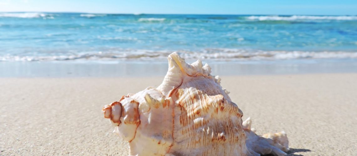 Conch shells at the beach