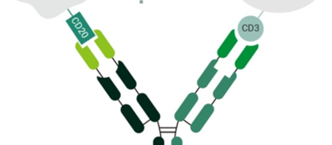 פוטנציאל טיפולי של נוגדנים דו-ספציפיים CD20 x CD3