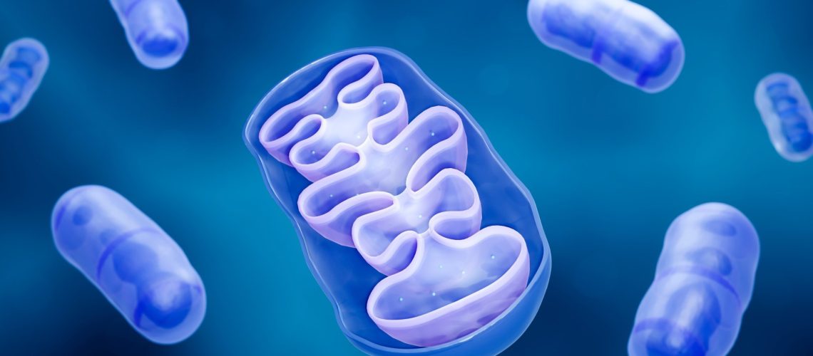 Mitochondria cross section