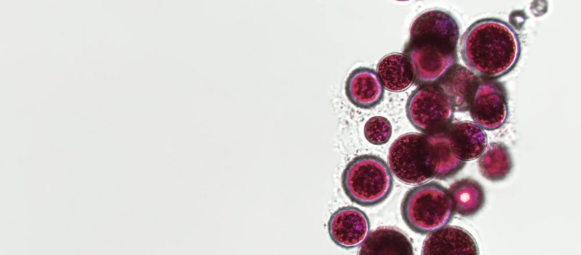 Probiotics, bacteria on white background. Bacteria and microorganisms. Microscopic probiotics, bacterial flora