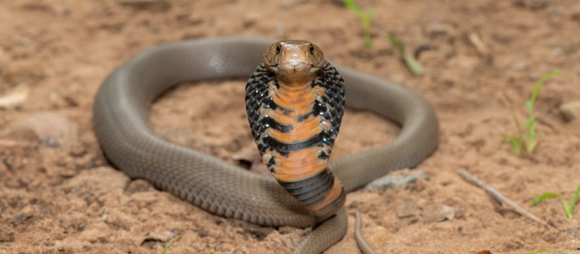 Study: Dermonecrosis caused by a spitting cobra snakebite results from toxin potentiation and is prevented by the repurposed drug varespladib. Image Credit: Craig Cordier / Shutterstock