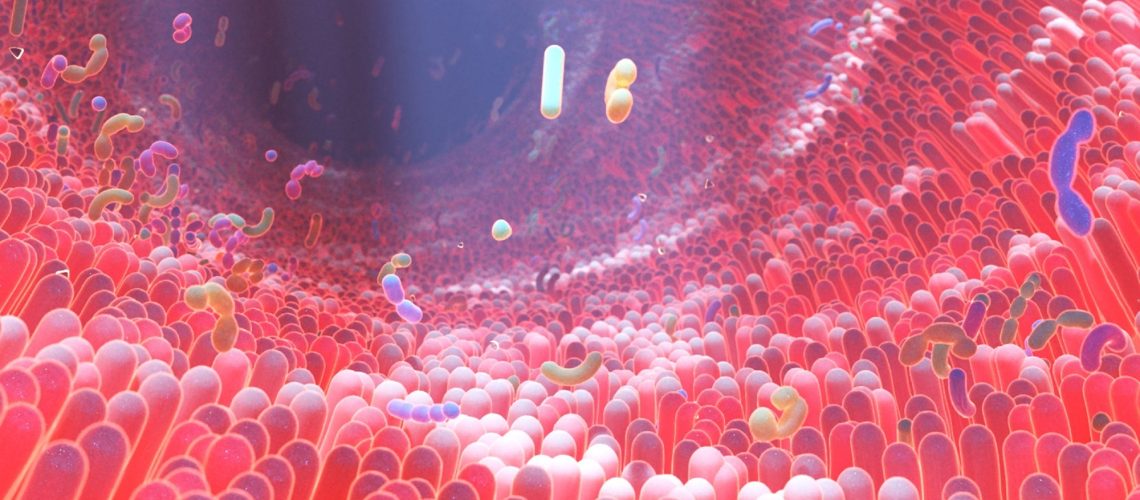 3D rendering of human gut microbiome
