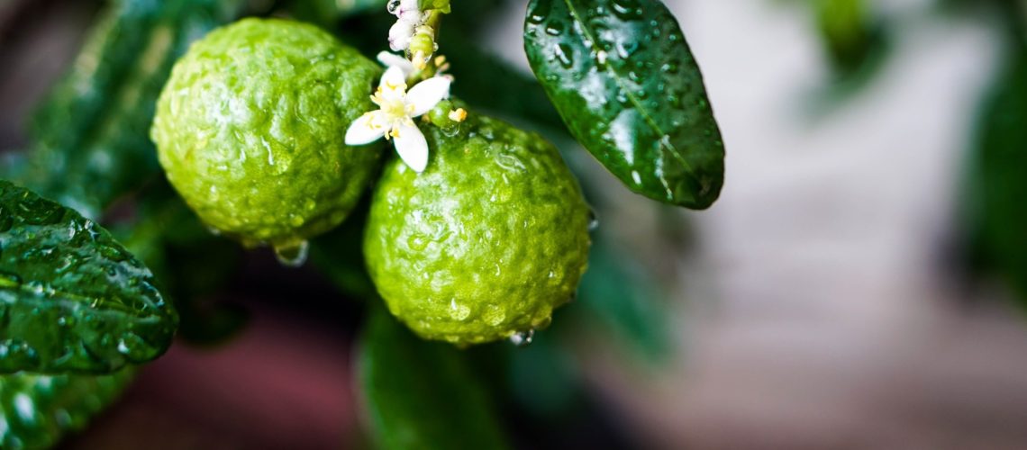 Study: Bergamot Byproducts: A Sustainable Source to Counteract Inflammation. Image Credit: Chantarat/Shutterstock.com