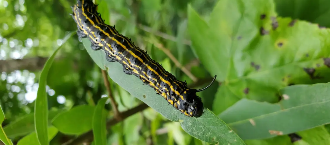 The caterpillar of another species of moth, the yellow-striped oakworm (Anisota peigleri). Image credit: Konstantin Kornev