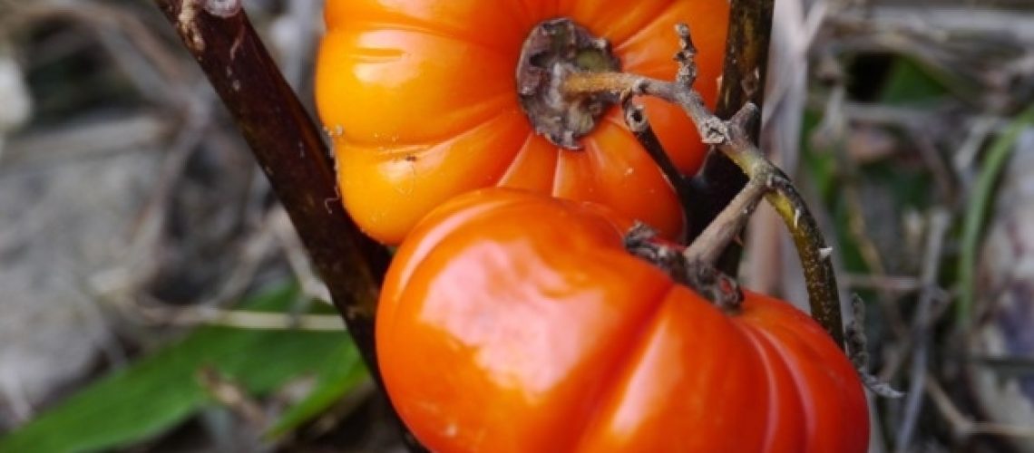 קוגניציה טובה יותר וביצועים אקדמיים קשורים להקפדה על תזונה ים תיכונית