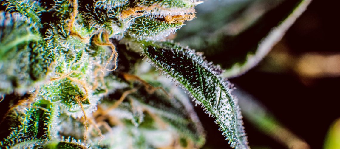 Study: Acute effects of cannabigerol on anxiety, stress, and mood: a double-blind, placebo-controlled, crossover, field trial. Image Credit: Kyrylo Vasyliev / Shutterstock