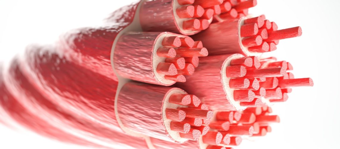 Study: Impaired skeletal muscle regeneration in diabetes: From cellular and molecular mechanisms to novel treatments. Image Credit: Crevis / Shutterstock