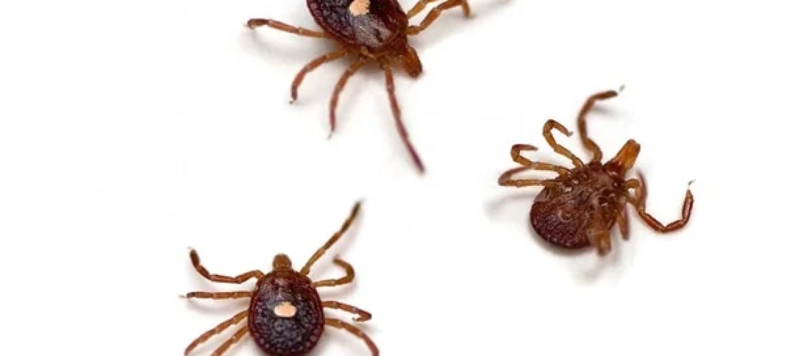 קרציות יכולות לשרוד עד שלושה שבועות בבתים