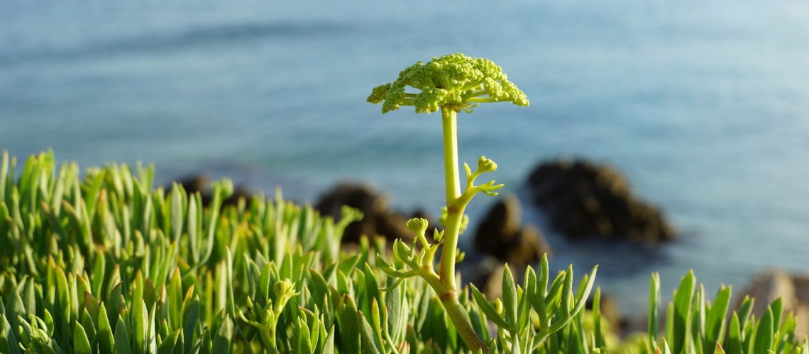 Study: Volatiles from French and Croatian Sea Fennel Ecotypes: Chemical Profiles and the Antioxidant, Antimicrobial and Antiageing Activity of Essential Oils and Hydrolates. Image Credit: Happy window / Shutterstock