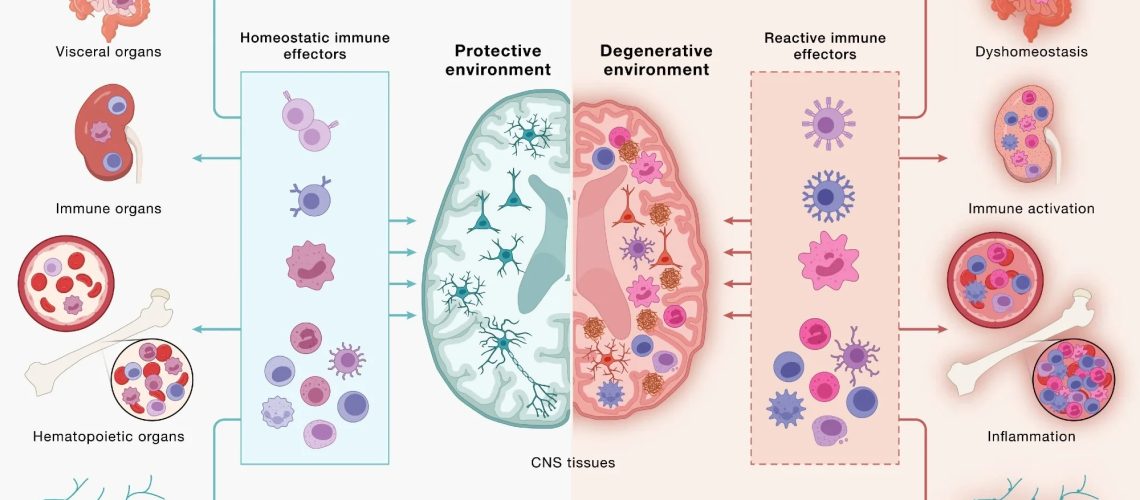 Immune cells communicate across a continuous, bidirectional circuit between the CNS and periphery. Immune cells from across the body engage CNS tissues and, in turn, are shaped by signals returning from the brain. (Left) Under peripheral equilibrium, immune effectors mobilized from visceral organs, secondary lymphoid organs, hematopoietic tissues, and the peripheral nervous system (PNS) - including CD4+ and CD8+ T cells, B cells, monocytes (top 3 cell types), NK cells, dendritic cells, mast cells, neutrophils, and innate lymphoid cells (bottom cluster of cells) - engage the CNS in a homeostatic dialogue that supports neural cell health, plasticity, and repair, sustaining a protective environment. (Right) Age-associated dysfunction across the same peripheral compartments reshapes this circuit: altered immune effectors enter the CNS and contribute to shifting the local environment toward a degenerative state in which microglia adopt disease-associated programs, astrocytes become reactive, and neurons accumulate pathology. This model underscores how the same circuitry can yield protective or pathogenic outcomes and that neurodegeneration is downstream of dysfunctional brain-immune crosstalk. Study: Neurodegeneration as a dysregulation of neuroimmune crosstalk