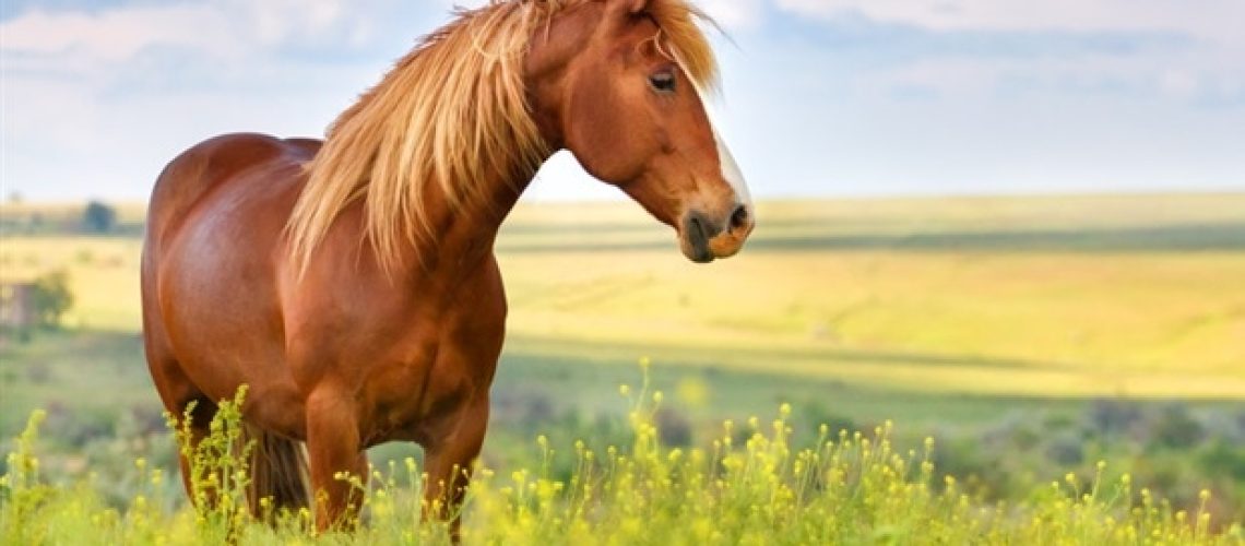 שימוש בסוסים להרגעה בקרב בני אדם מתפשט בתערובת קטלנית של 'טרנק' ופנטניל