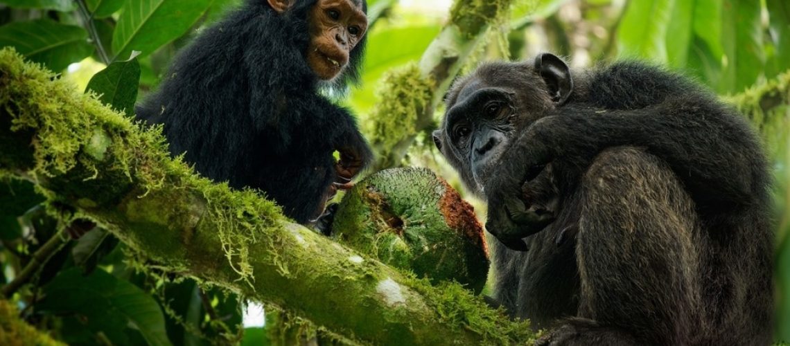 Study: Pharmacological and behavioral investigation of putative self-medicative plants in Budongo chimpanzee diets. Image Credit: Martin Pelanek/Shutterstock.com