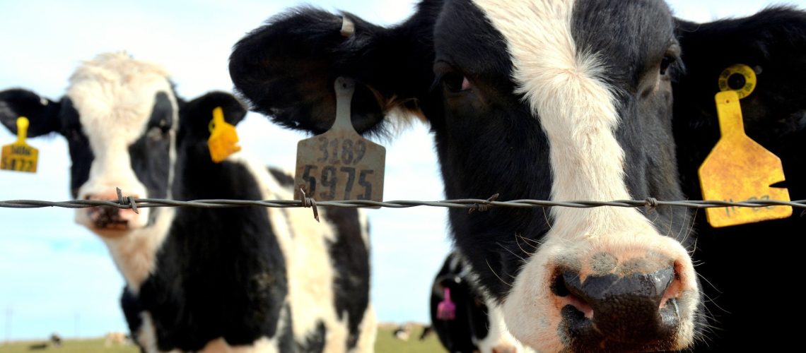 שפעת העופות H5N1 שנמצאה בבקר חלב ובחלב של טקסס, מעוררת חששות לגבי זיהומים שדווחו בחסר