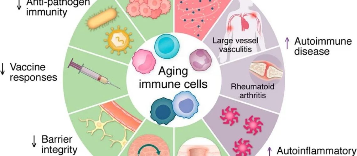 Domains of immune aging. With advancing age, many protective functions of the immune system  -  such as antitumor surveillance, antimicrobial defense, barrier integrity, and wound healing  -  progressively decline. Aging affects both innate and adaptive immune cells, making them more prone to generating inflammatory responses. As a result, the aging host becomes more susceptible not only to infections and malignancies but also to chronic inflammation and an increased risk of autoimmune disease.