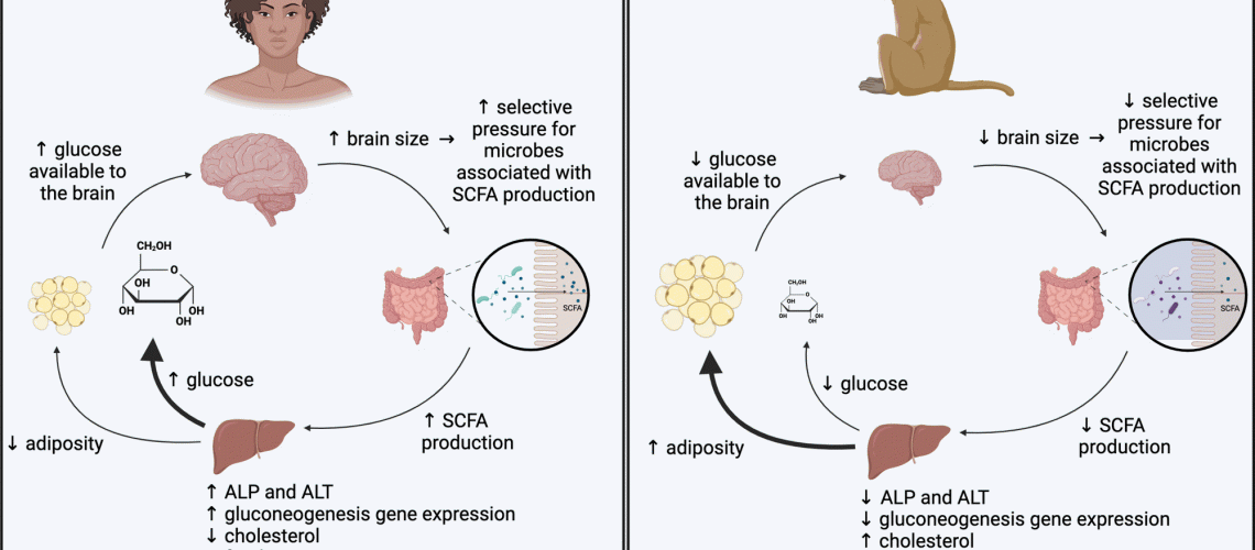 Putative model for microbial influences on the metabolism of high-EQ and low-EQ primates. Our findings indicate microbially mediated pathways through which the metabolism of high-EQ primates is biased towards energy production and the metabolism of low-EQ primates is biased towards energy storage.
