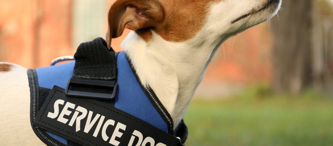 Cute Jack Russell Terrier wearing service dog vest