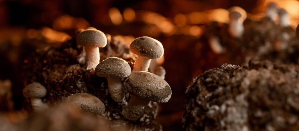 Growing Shiitake Mushrooms