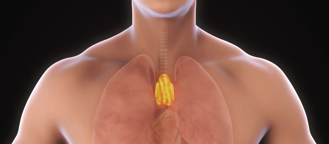 Study: Thymic health consequences in adults. Image Credit: Nerthuz / Shutterstock