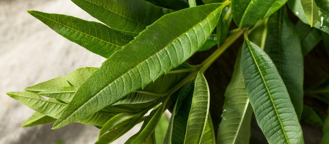 תמצית ורבנה לימון מגבירה את איכות השינה