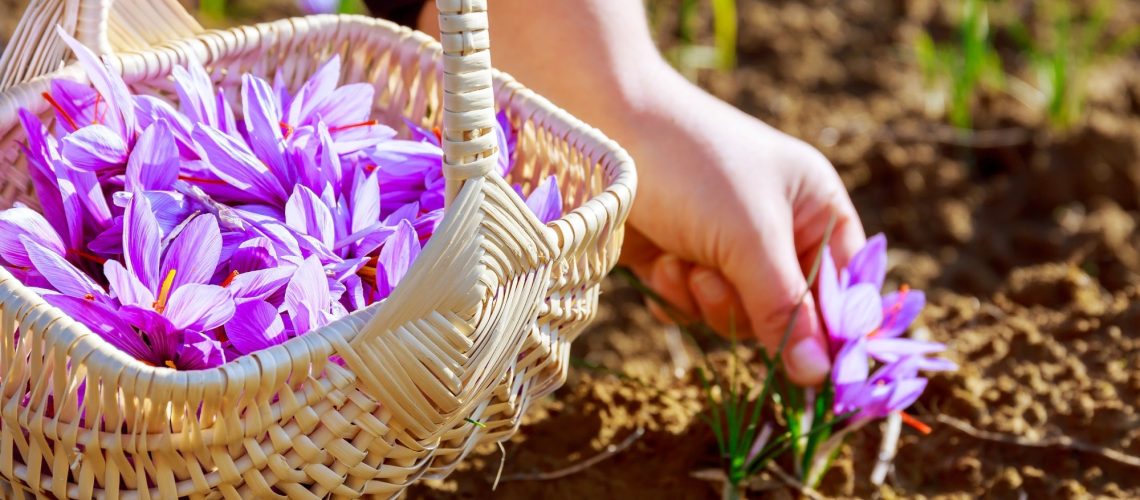 Review: Saffron (Crocus sativus L.) and Its By-Products: Healthy Effects in Internal Medicine. Image Credit: ZhakYaroslav / Shutterstock