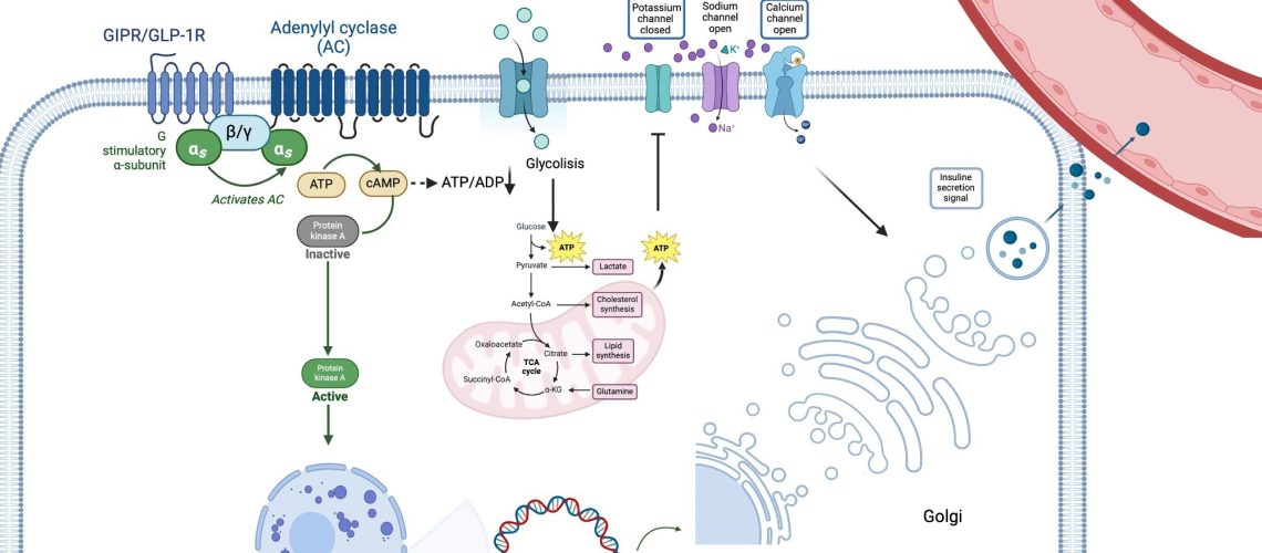 Tirzepatide’s pathway signaling. TZP binds its receptor, leading to the activation of adenylyl cyclase-cAMP-protein kinase A (PKA) pathway and thus stimulating glucose metabolism (glycolysis and Krebs Cycle). The increase of intracellular ATP levels hesitates in the closure of plasma membrane K+ channels, thus triggering β-cell depolarization. Due to depolarization, voltage-gated Ca2+ channels become open, favoring the entrance of Ca2+ into the cell, which concomitantly stimulates the releasing of calcium from the endoplasmic reticulum. This leads to the release of insulin into the bloodstream. Additionally, PKA stimulates insulin gene transcription, leading to insulin synthesis. αs, in vivo-subunit; ADP, adenosine diphosphate; ATP, adenosine triphosphate; β/γ, G protein β/gamma subunits; cAMP, cyclic adenosine monophosphate; GIP-R/GLP-1R, gastric inhibitory polypeptide receptor/glucagon-like peptide 1 receptor; PKA, adenylyl cyclase-cAMP-protein kinase A.